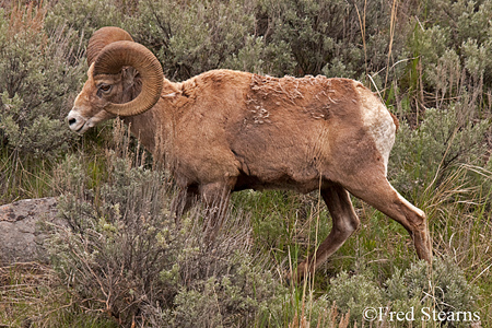 Yellowstone National Park Big Horn Ram